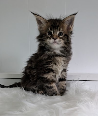 Wu-La-La Monterini - Кошеня мейн-кун 1 місяць 2 тижні