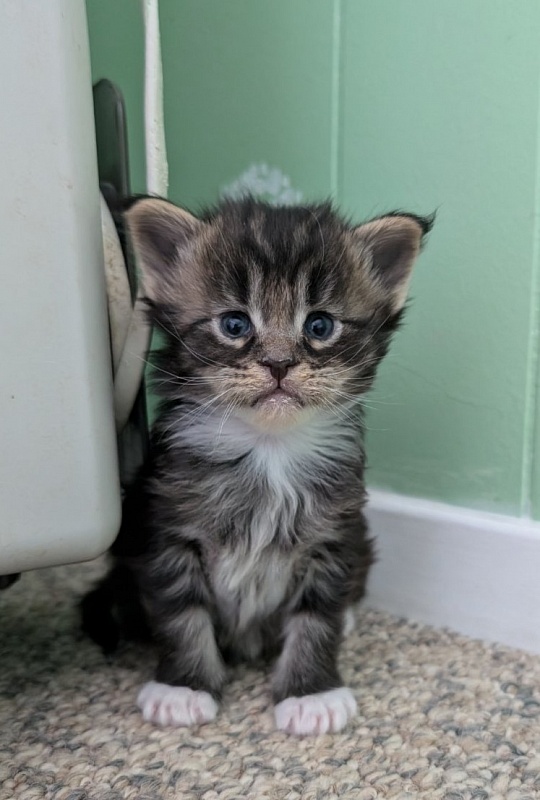 Wee Monterini - Kitten maine-coon 3 weeks