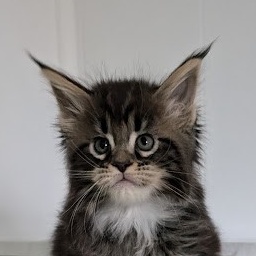 Wee Monterini
