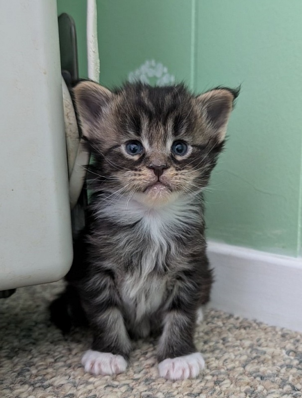 Wee Monterini - Kitten maine-coon 3 weeks