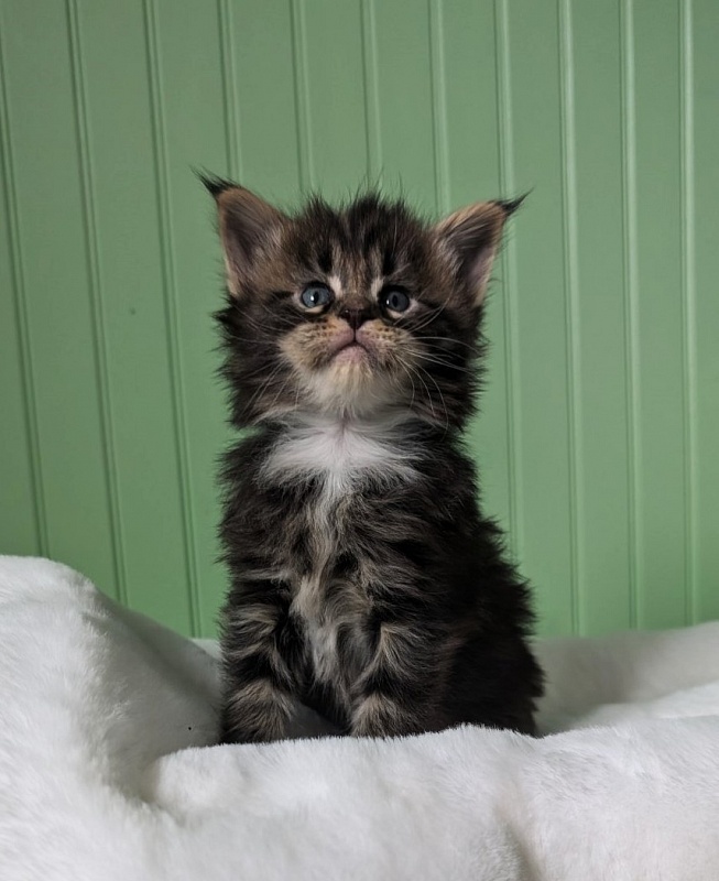 Wee Monterini - Kitten maine-coon 1 month