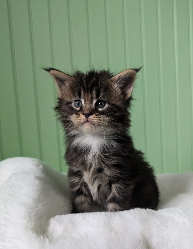 Wee Monterini - Kitten maine-coon 1 month