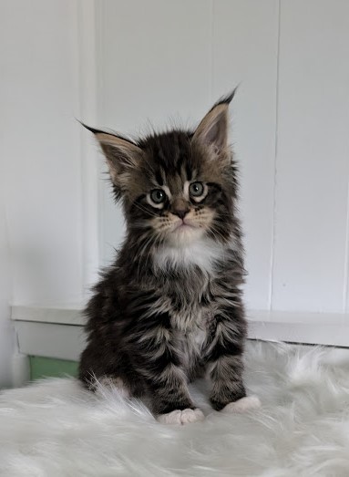 Wee Monterini - Kitten maine-coon 1 month 2 weeks
