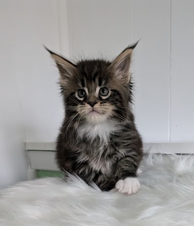 Wee Monterini - Kitten maine-coon 1 month 2 weeks