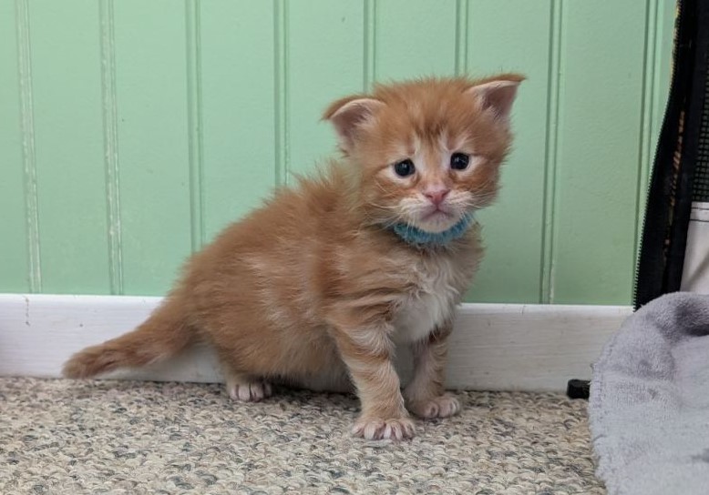 Wizard of Oz Monterini - Kitten maine-coon 3 weeks