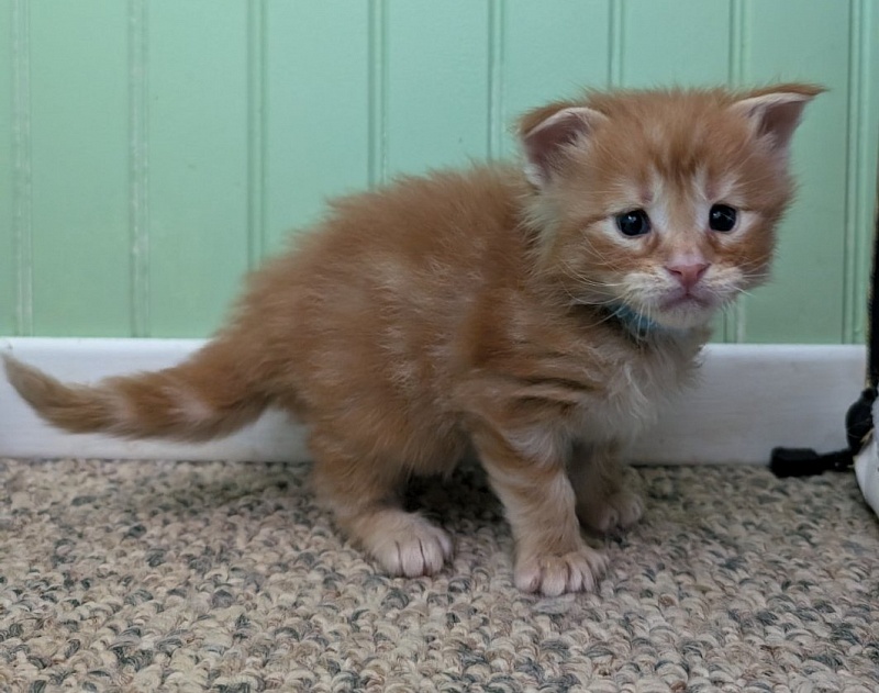 Wizard of Oz Monterini - Kitten maine-coon 3 weeks