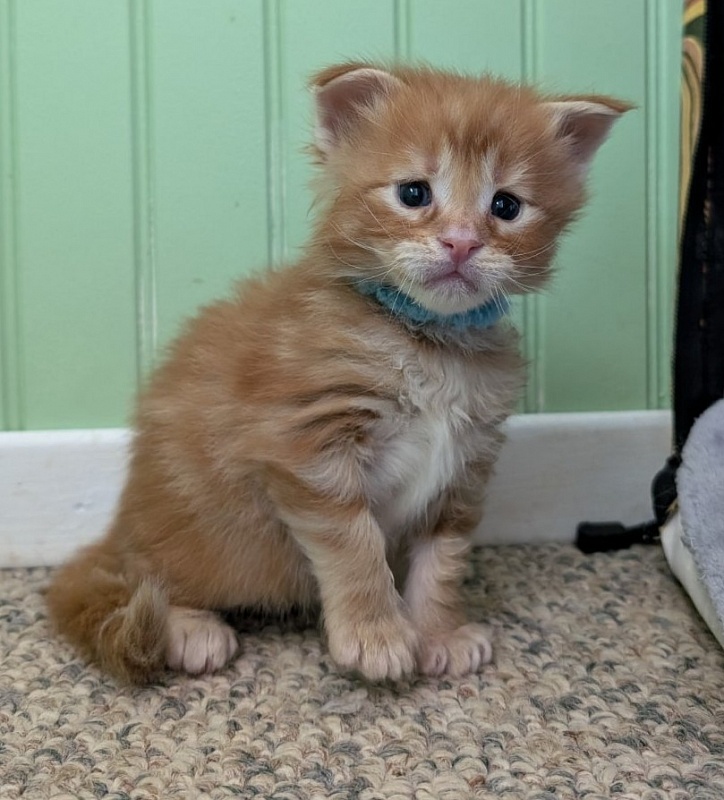 Wizard of Oz Monterini - Kitten maine-coon 3 weeks