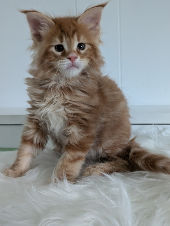 Wizard of Oz Monterini - Kitten maine-coon 1 month 2 weeks