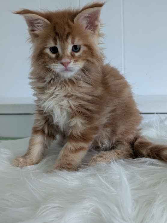 Wizard of Oz Monterini - Kitten maine-coon 1 month 2 weeks