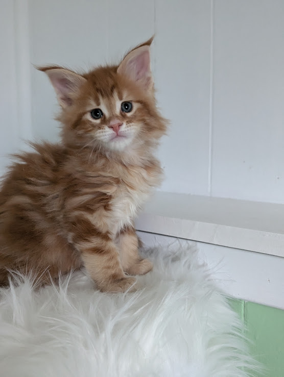 Wizard of Oz Monterini - Kitten maine-coon 1 month 2 weeks