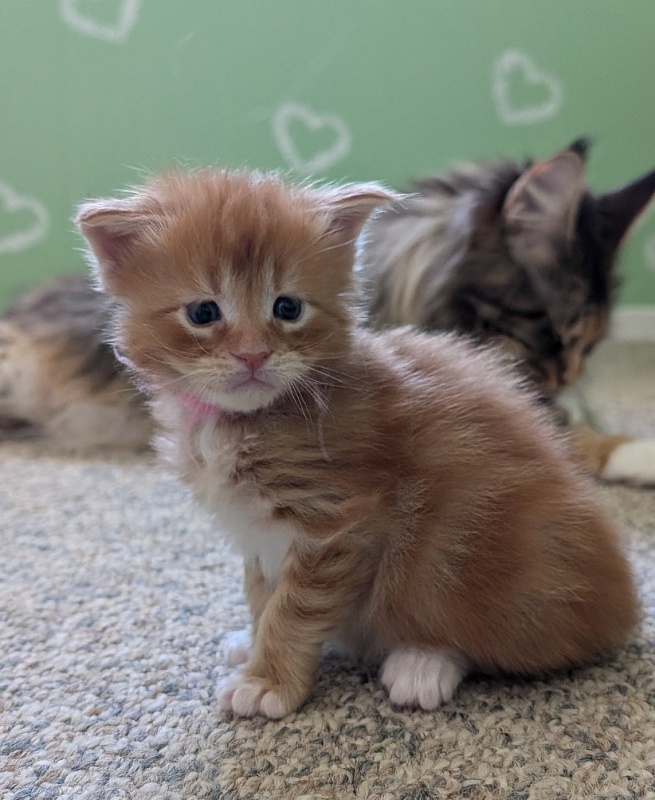 Wildfire Monterini - Kitten maine-coon 3 weeks
