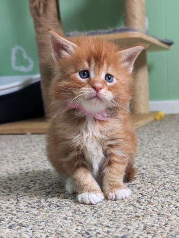 Wildfire Monterini - Kitten maine-coon 1 month