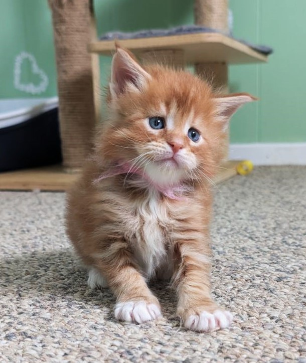 Wildfire Monterini - Kitten maine-coon 1 month