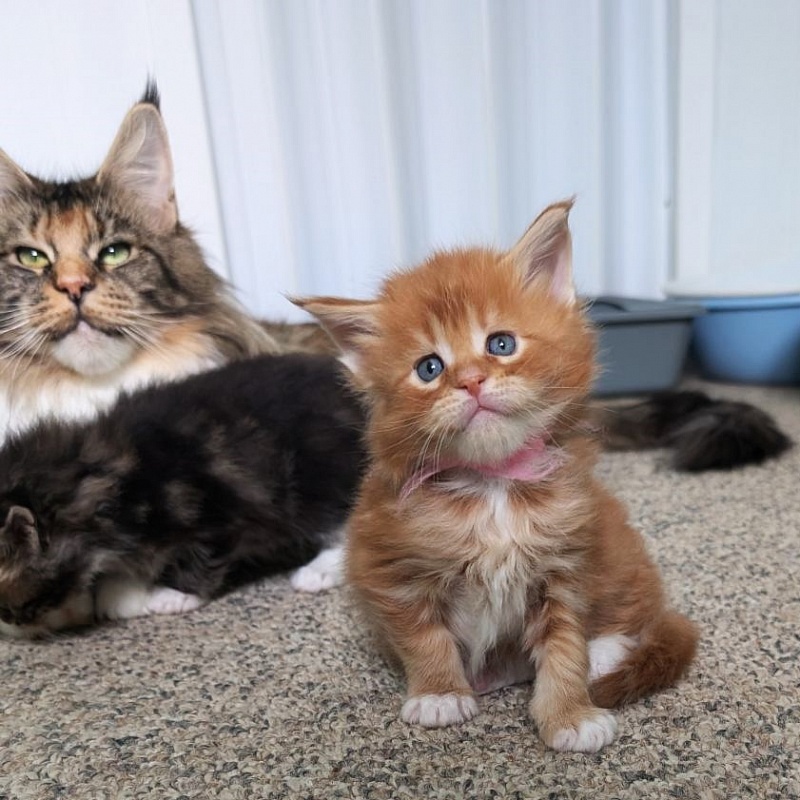 Wildfire Monterini - Kitten maine-coon 1 month