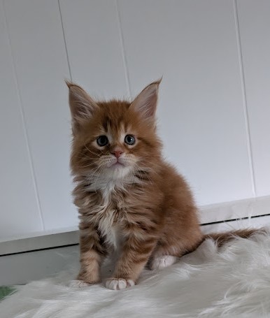 Wildfire Monterini - Kitten maine-coon 1 month 2 weeks