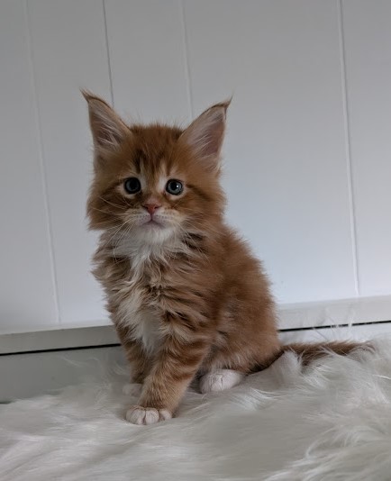 Wildfire Monterini - Kitten maine-coon 1 month 2 weeks