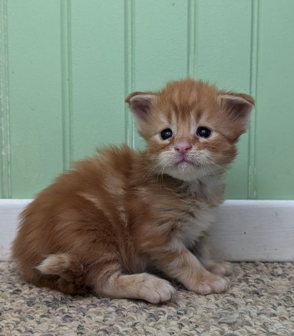 Wotan Monterini - Kitten maine-coon 3 weeks