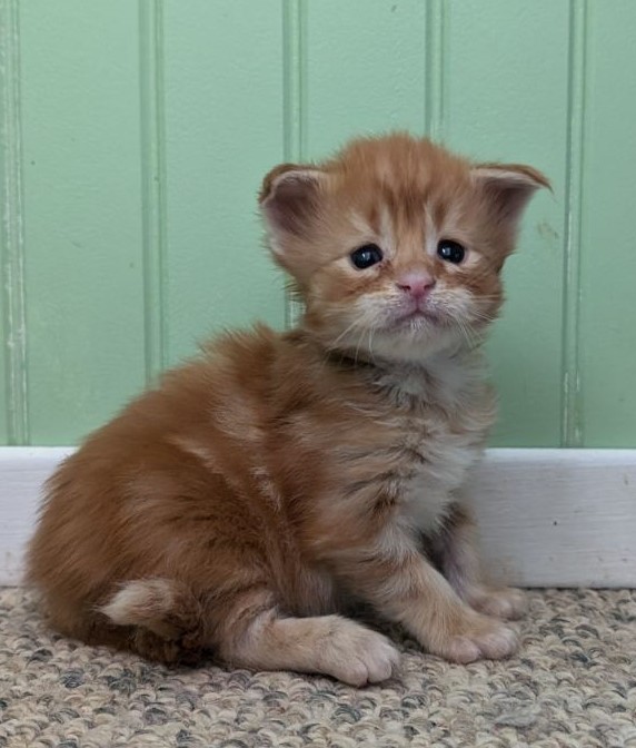 Wotan Monterini - Kitten maine-coon 3 weeks