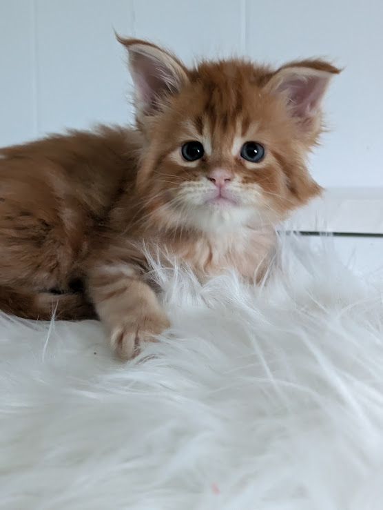 Wotan Monterini - Kitten maine-coon 1 month 2 weeks
