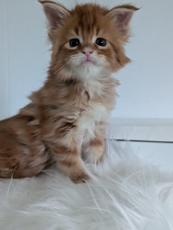 Wotan Monterini - Kitten maine-coon 1 month 2 weeks