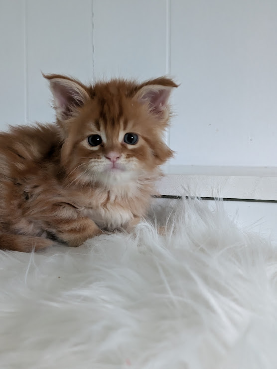 Wotan Monterini - Kitten maine-coon 1 month 2 weeks