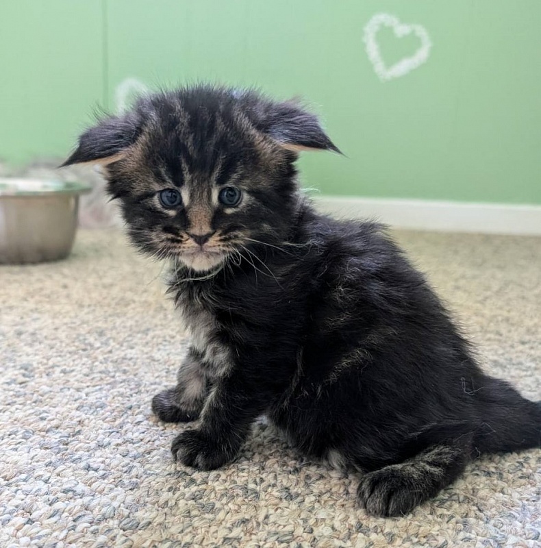 Wolf Monterini - Kitten maine-coon 3 weeks