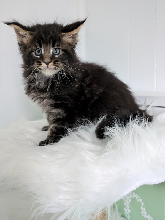 Wolf Monterini - Kitten maine-coon 1 month 2 weeks