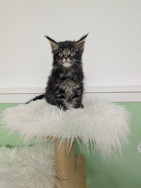 Wolf Monterini - Kitten maine-coon 2 months