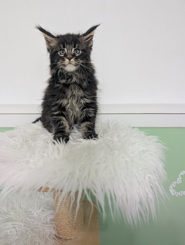 Wolf Monterini - Kitten maine-coon 2 months
