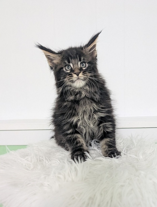 Wolf Monterini - Kitten maine-coon 2 months