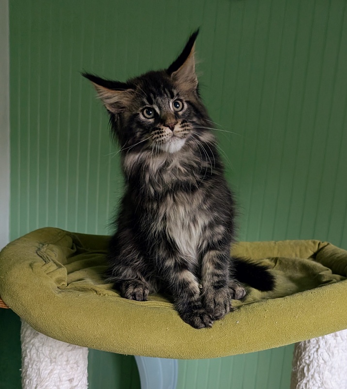 Wolf Monterini - Kitten maine-coon 2 months 3.5 weeks