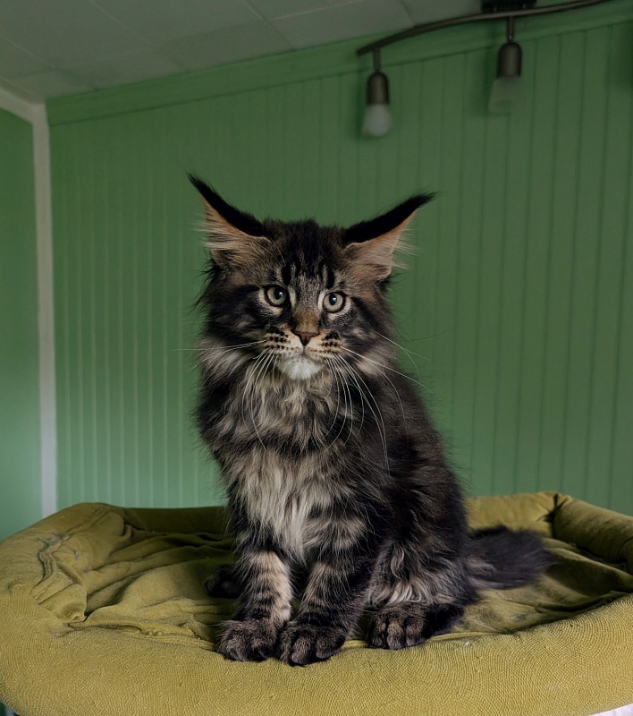Wolf Monterini - Kitten maine-coon 2 months 3.5 weeks