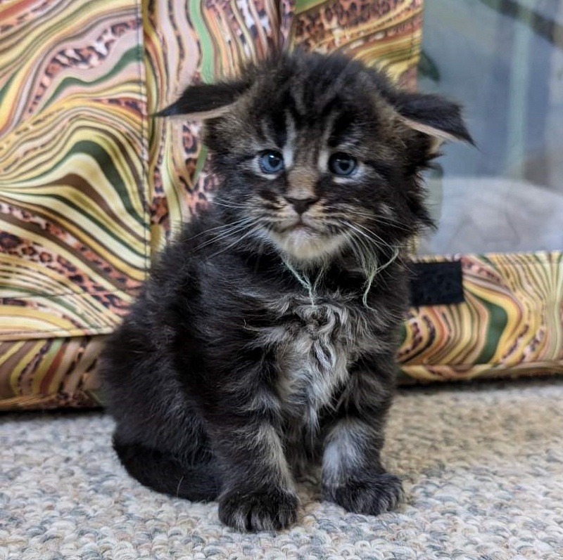 Wolf Monterini - Kitten maine-coon 3 weeks