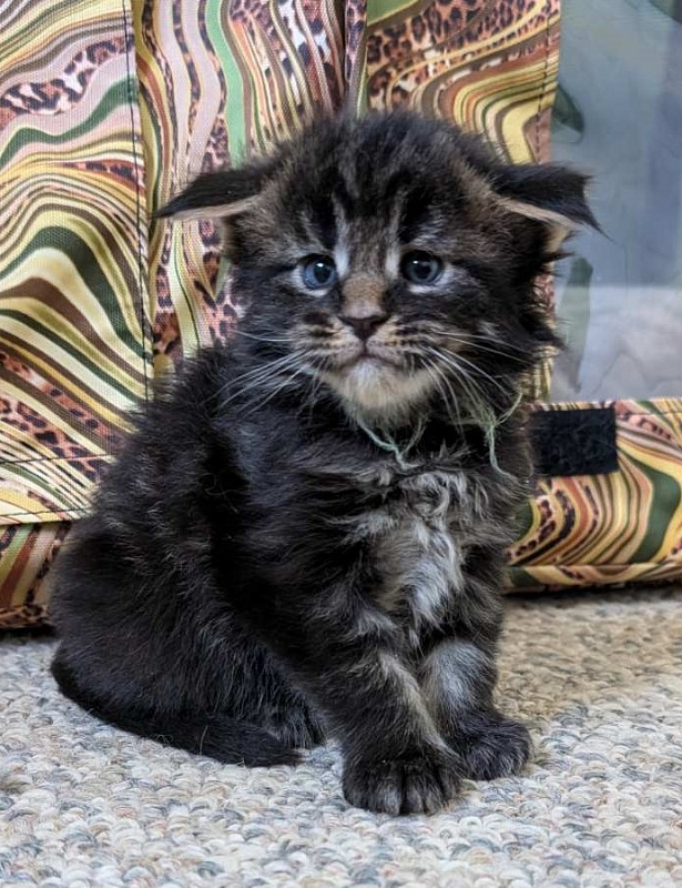 Wolf Monterini - Kitten maine-coon 3 weeks