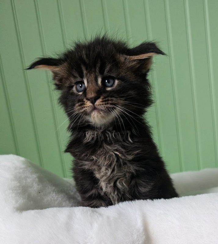 Wolf Monterini - Kitten maine-coon 1 month