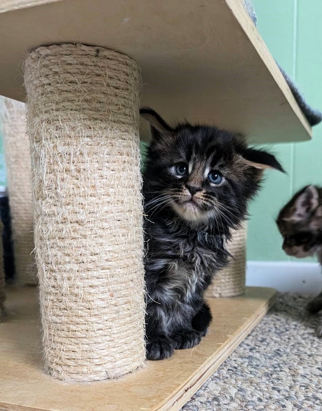 Wolf Monterini - Kitten maine-coon 1 month