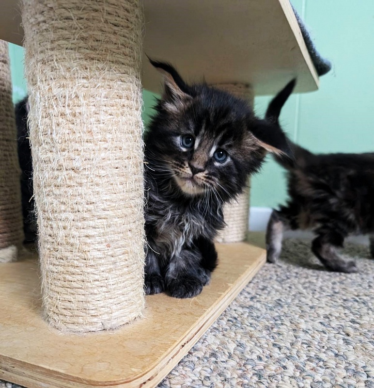 Wolf Monterini - Kitten maine-coon 1 month