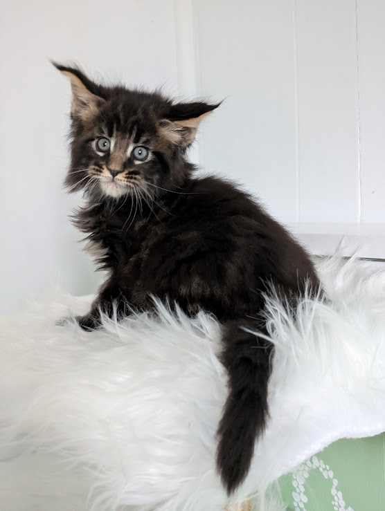 Wolf Monterini - Kitten maine-coon 1 month 2 weeks