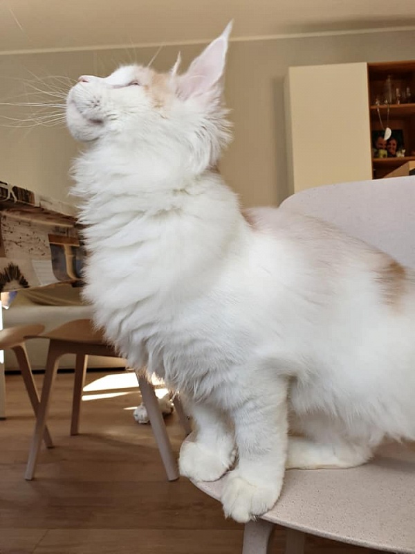 Zodiac Britling - maine-coon