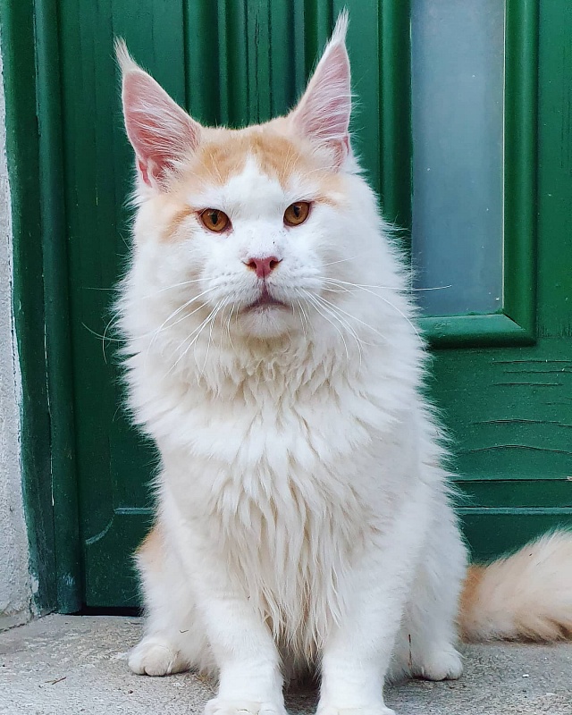 Zodiac Britling - maine-coon