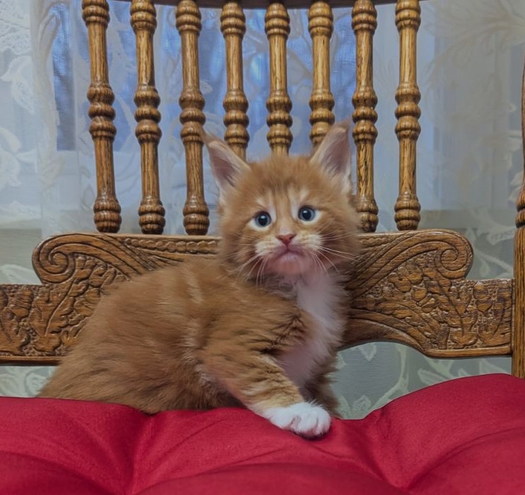 X-Cellent Monterini - Kitten maine-coon 1 month