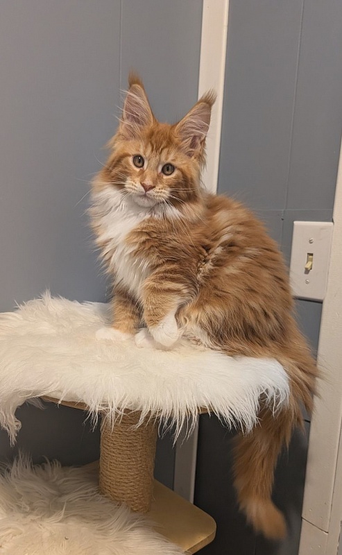 X-Cellent Monterini - Kitten maine-coon 2 months 3.5 weeks