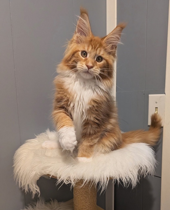 X-Cellent Monterini - Kitten maine-coon 2 months 3.5 weeks