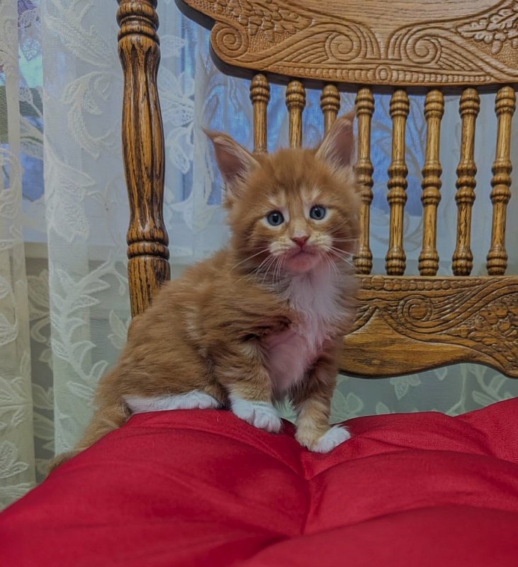 X-Cellent Monterini - Kitten maine-coon 1 month