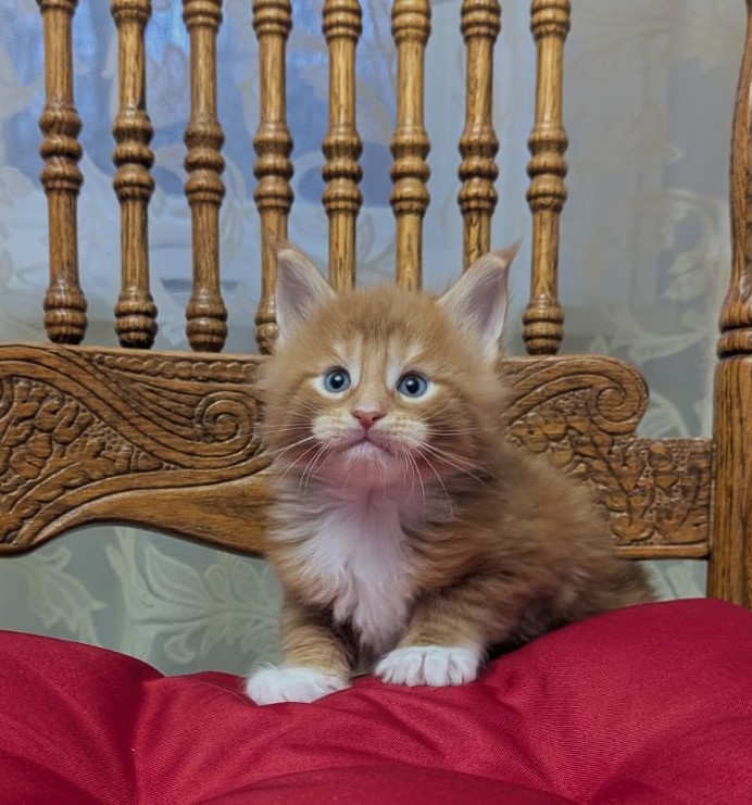 X-Cellent Monterini - Kitten maine-coon 1 month