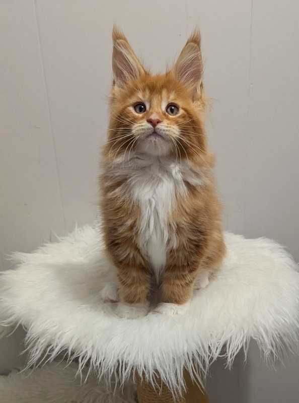 X-Cellent Monterini - Kitten maine-coon 2 months