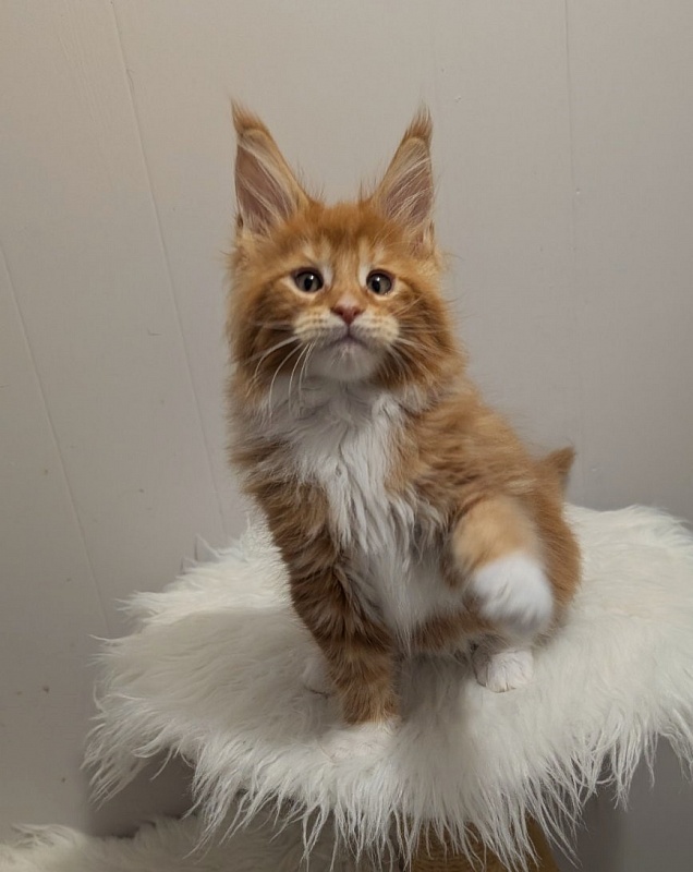 X-Cellent Monterini - Kitten maine-coon 2 months