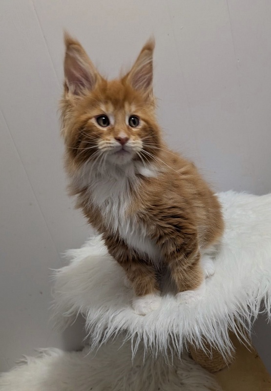 X-Cellent Monterini - Kitten maine-coon 2 months