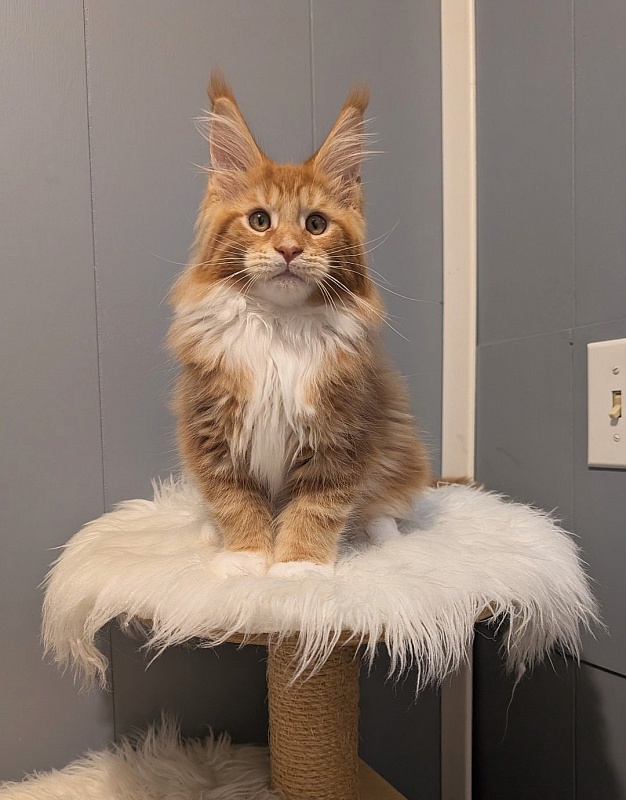 X-Cellent Monterini - Kitten maine-coon 2 months 3.5 weeks