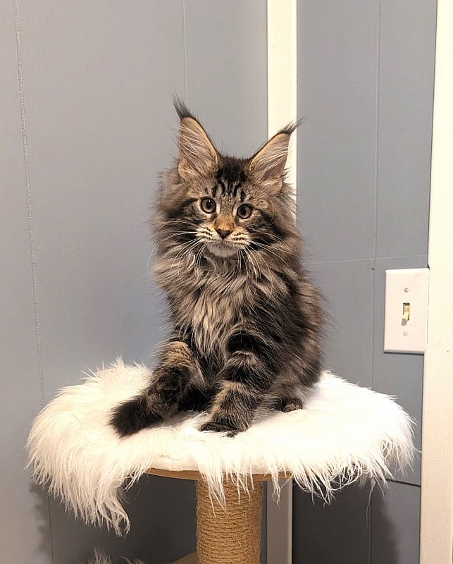 Xaksa Monterini - Kitten maine-coon 2 months 3.5 weeks